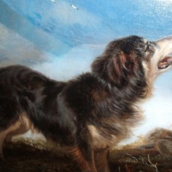 A lonely dog